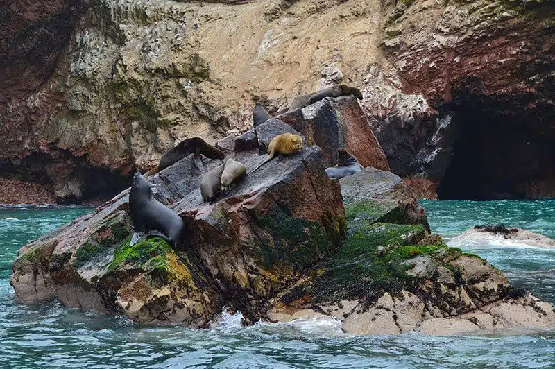 Islas Ballestas -Paracas - ATP